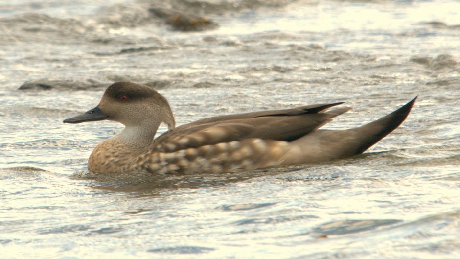 pato Juarjual, Guia de Fauna. RutaChile.   - 