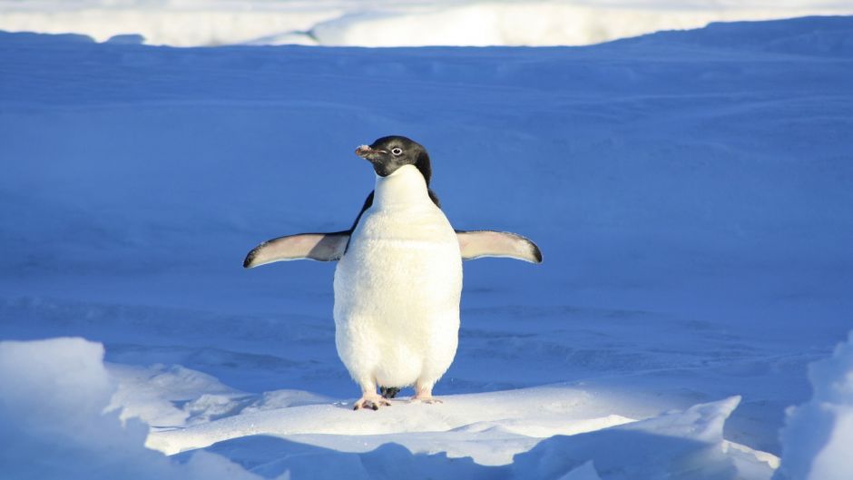 Pinguim Adelaide, Guia de Fauna. RutaChile.   - 