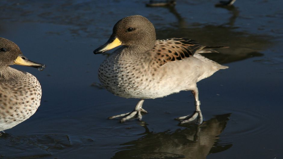 Pato Jergon menino, Guia de Fauna. RutaChile.   - PERU