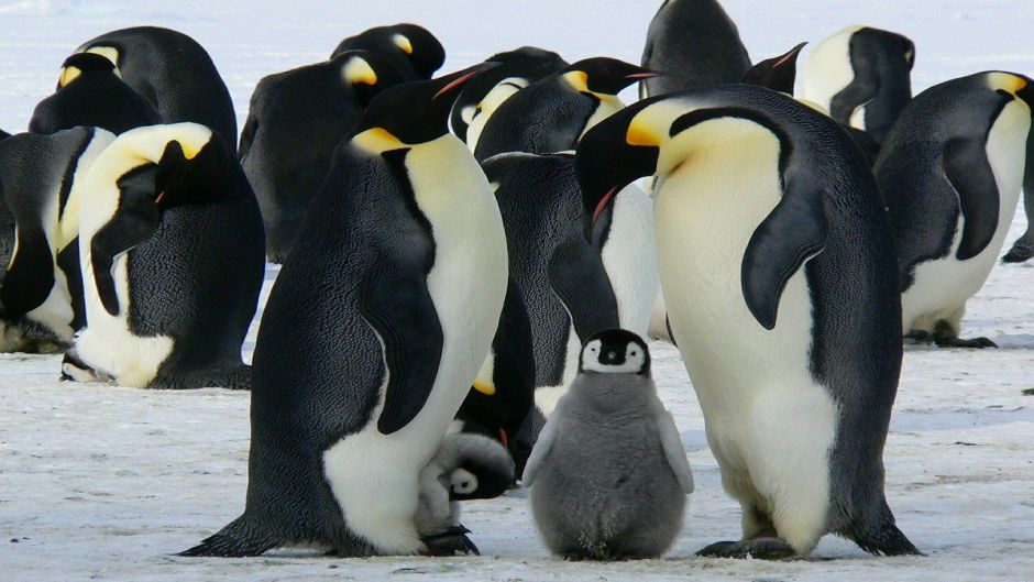 pinguim de imperador, Guia de Fauna. RutaChile.   - CHILE