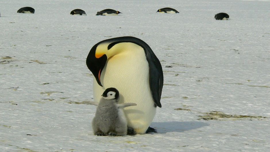 pinguim de imperador, Guia de Fauna. RutaChile.   - 