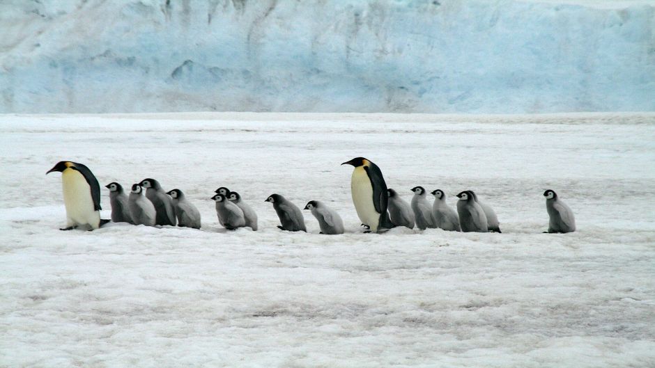 pinguim de imperador, Guia de Fauna. RutaChile.   - 