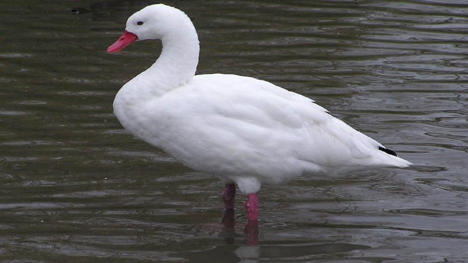 Cisne  Coscoroba, Guia de Fauna. RutaChile.   - 