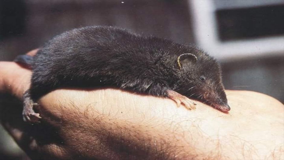 gambá trompuda, Guia de Fauna. RutaChile.   - 