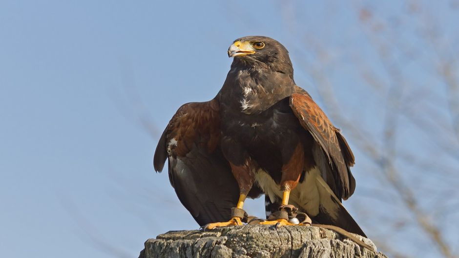 Águia Harris, Guia de Fauna. RutaChile.   - ESTADOS UNIDOS