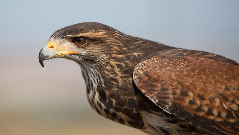 Águia Harris, Guia de Fauna. RutaChile.   - Equador