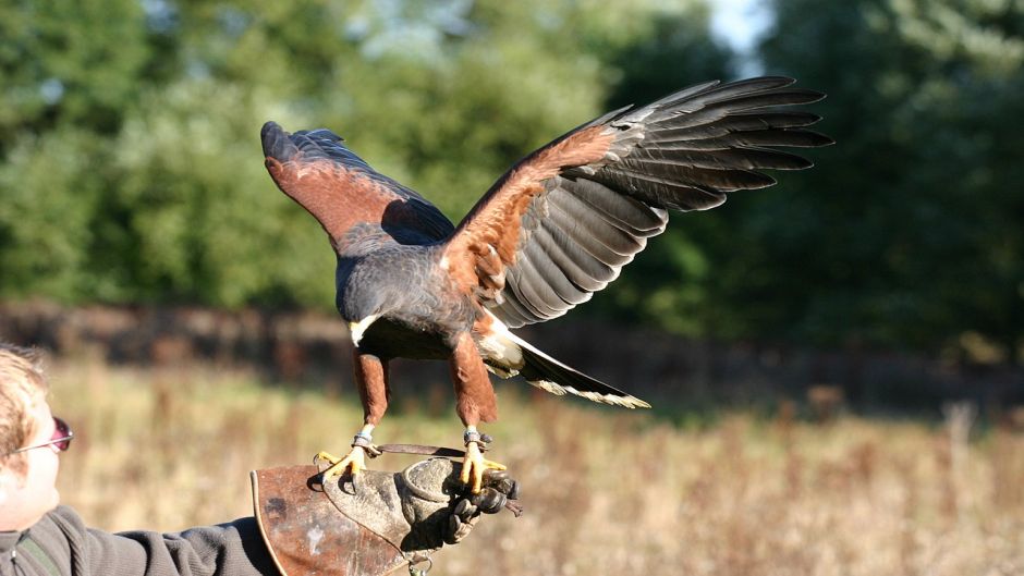 Águia Harris, Guia de Fauna. RutaChile.   - ESTADOS UNIDOS