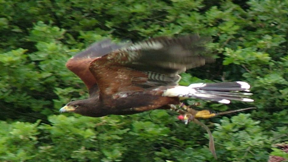 Águia Harris, Guia de Fauna. RutaChile.   - ESTADOS UNIDOS