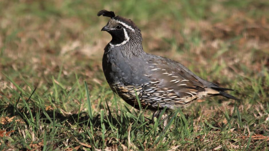 Codorna, Guia de Fauna. RutaChile.   - Espanha