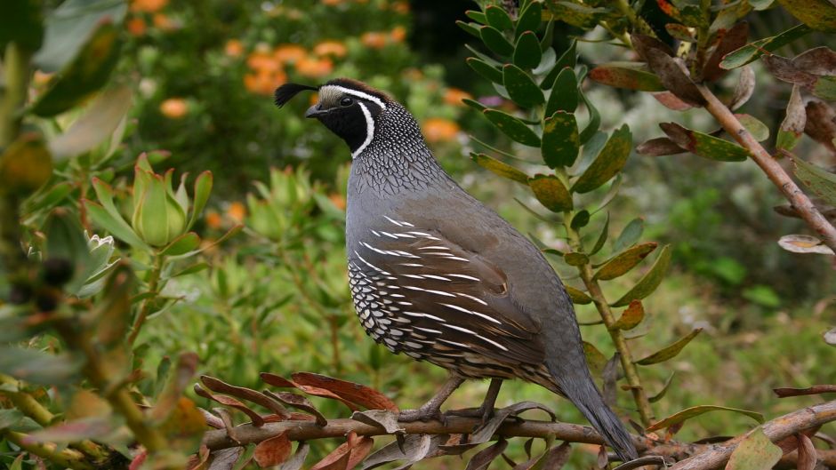 Codorna, Guia de Fauna. RutaChile.   - ESTADOS UNIDOS