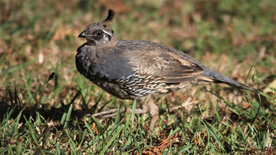 Codorna, Guia de Fauna. RutaChile.   - 