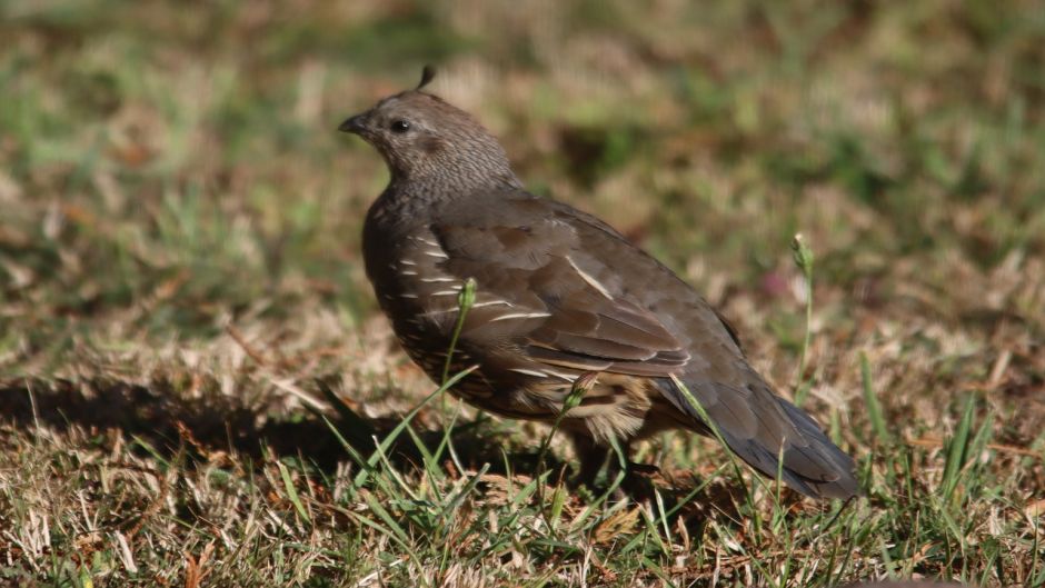 Codorna, Guia de Fauna. RutaChile.   - ARGENTINA