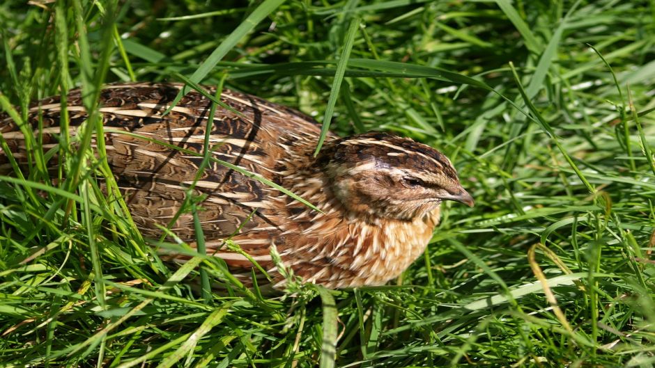 Codorna, Guia de Fauna. RutaChile.   - 