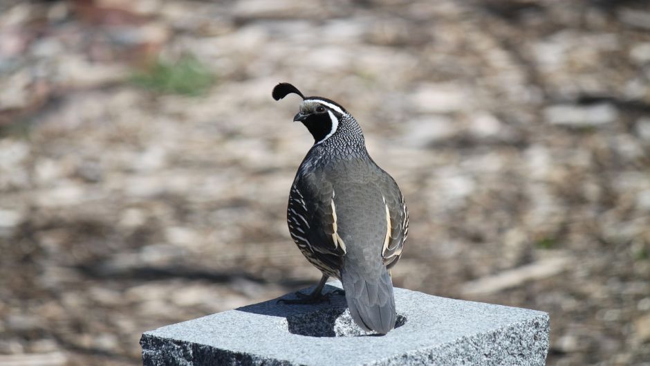 Codorna, Guia de Fauna. RutaChile.   - 