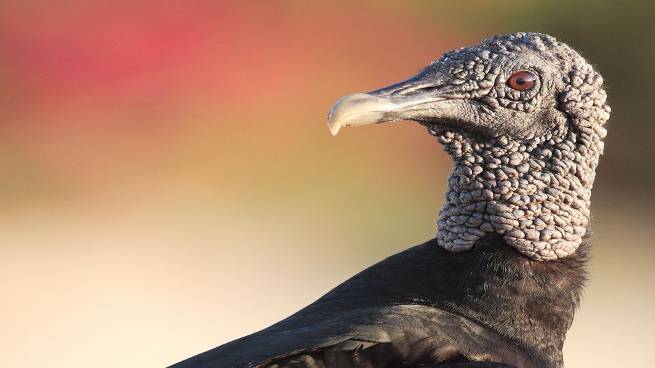 Abutre de cabeça negra, Guia de Fauna. RutaChile.   - BRASIL