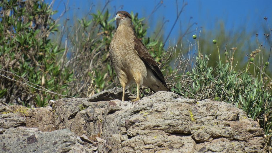 Tiuque, Guia de Fauna. RutaChile.   - PARAGUAI