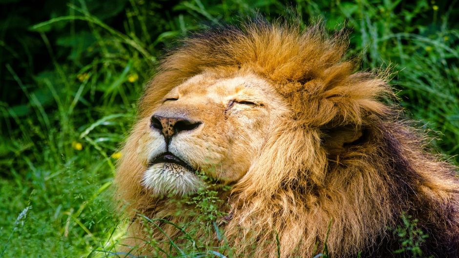 Leão, Guia de Fauna. RutaChile.   - 