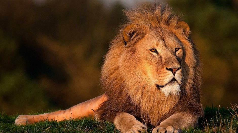 Leão, Guia de Fauna. RutaChile.   - frica do Sul