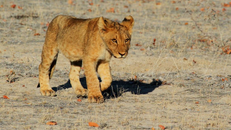 Leão, Guia de Fauna. RutaChile.   - Congo