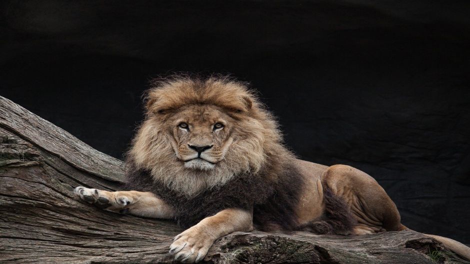 Leão, Guia de Fauna. RutaChile.   - frica do Sul