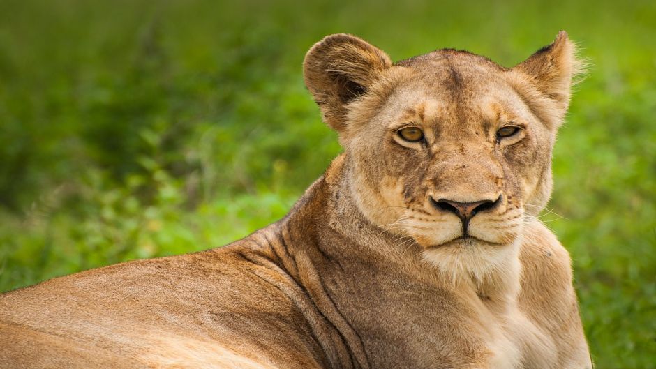 Leão, Guia de Fauna. RutaChile.   - frica do Sul