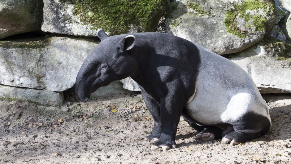 Tapir, Guia de Fauna. RutaChile.   - Bolvia