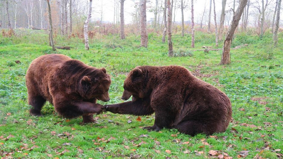 Urso Marrom.   - Ucrnia