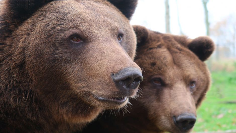 Urso Marrom.   - ESTADOS UNIDOS