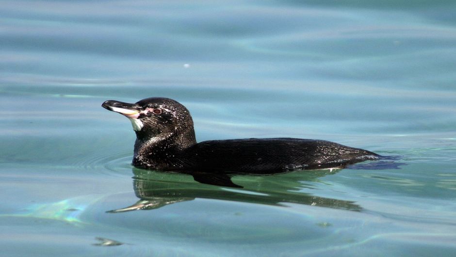 Pinguim das Galápagos, Guia de Fauna. RutaChile.   - 