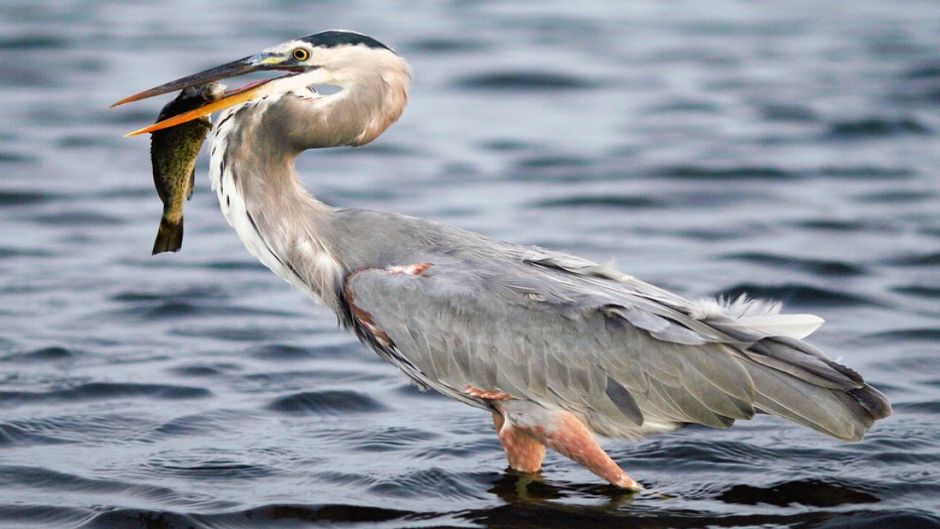 Garça cinzenta, Guia de Fauna. RutaChile.   - ESTADOS UNIDOS