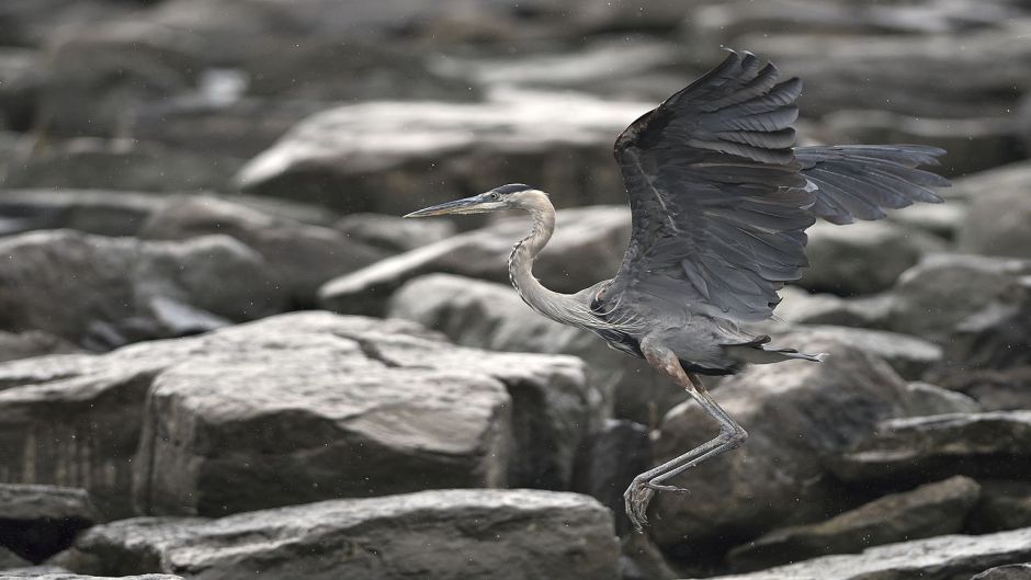 Garça cinzenta, Guia de Fauna. RutaChile.   - Costa Rica