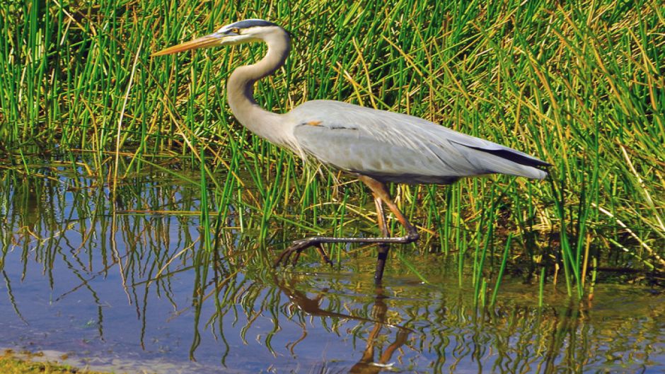 Garça cinzenta, Guia de Fauna. RutaChile.   - CANAD