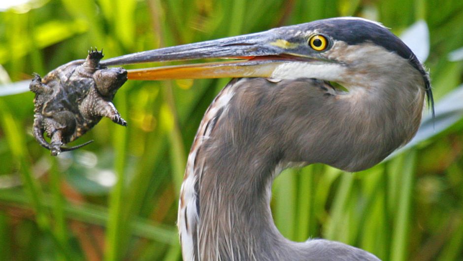 Garça cinzenta, Guia de Fauna. RutaChile.   - 