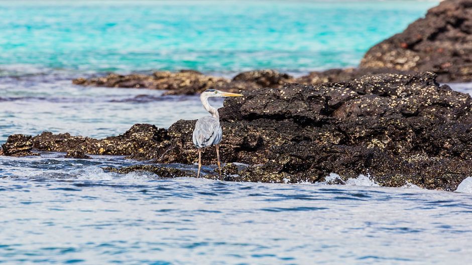 Garça cinzenta, Guia de Fauna. RutaChile.   - 