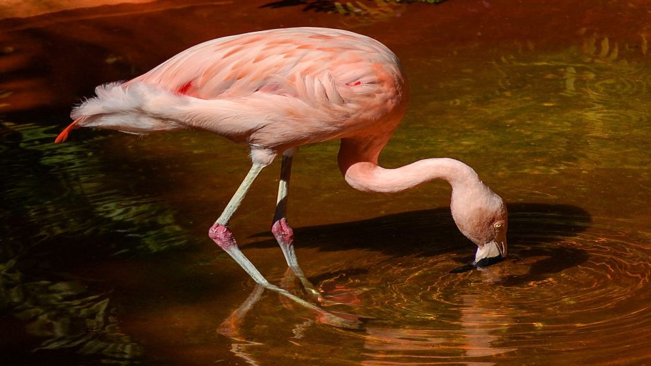 Flamenco Chileno, Guia de Fauna. RutaChile.   - PARAGUAI