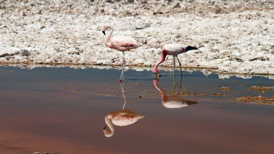 Flamenco Chileno, Guia de Fauna. RutaChile.   - Uruguai