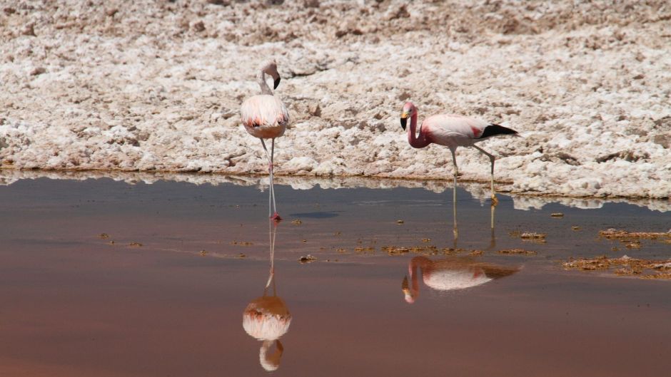 Flamenco Chileno, Guia de Fauna. RutaChile.   - Bolvia