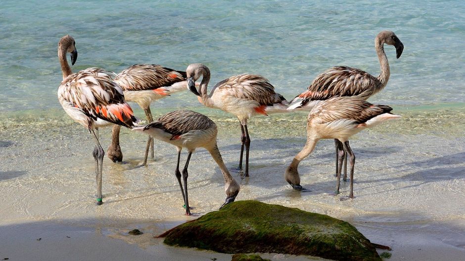 Flamenco Chileno, Guia de Fauna. RutaChile.   - BRASIL