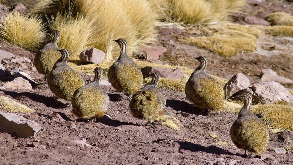 Puna Partridge, Guia de Fauna. RutaChile.   - 