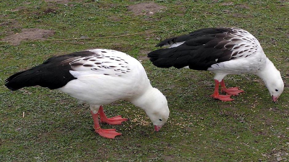 Huallata, Guia de Fauna. RutaChile.   - 