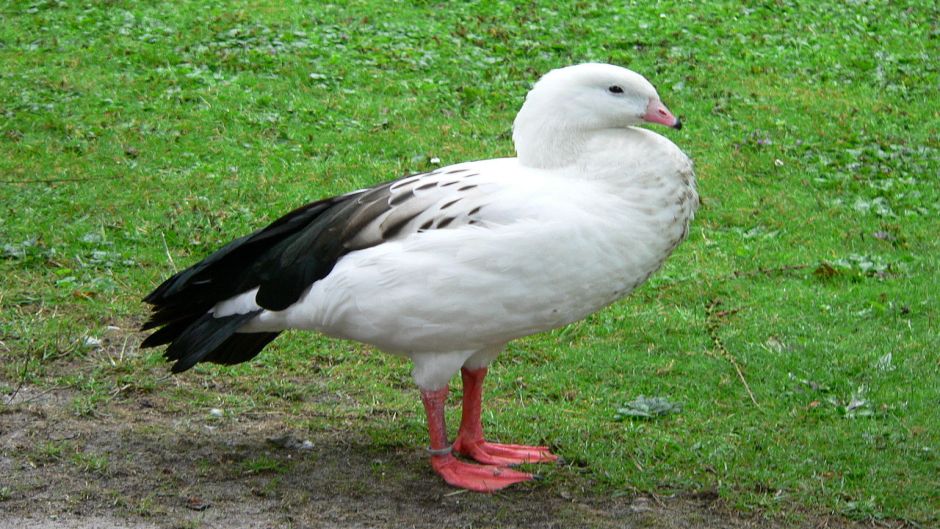 Huallata, Guia de Fauna. RutaChile.   - ARGENTINA