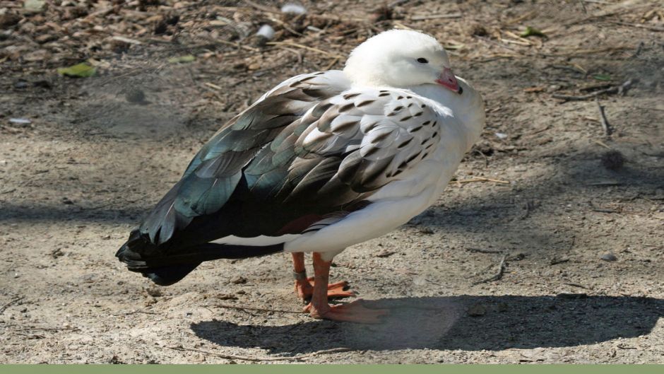 Huallata, Guia de Fauna. RutaChile.   - CHILE