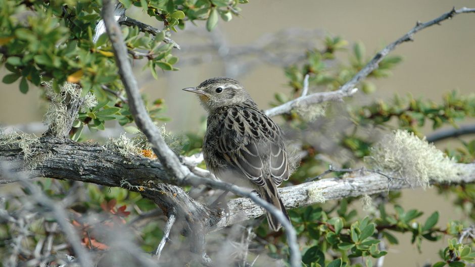 Canastero, Guia de Fauna. RutaChile.   - 