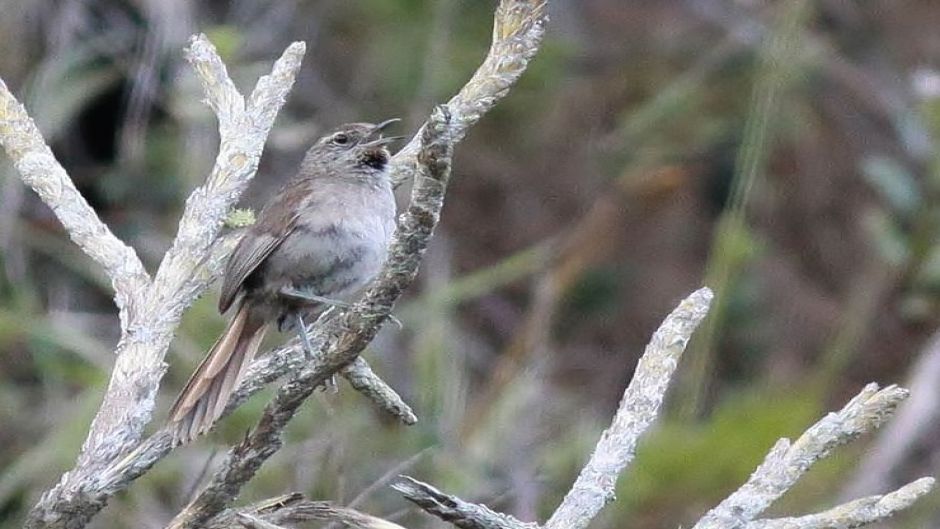 Canastero, Guia de Fauna. RutaChile.   - CHILE