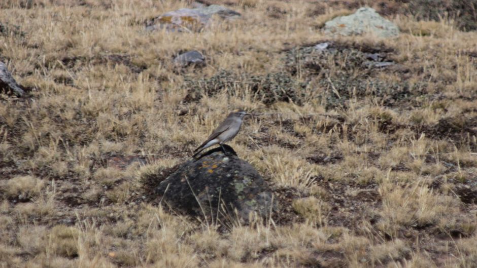 Frade Dormilona, Guia de Fauna. RutaChile.   - CHILE