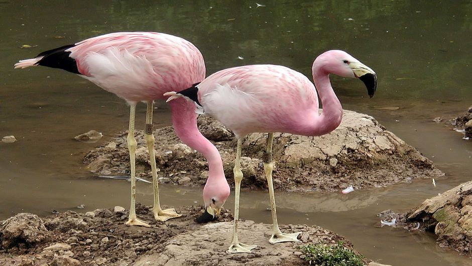 Grande parina, Guia de Fauna. RutaChile.   - 