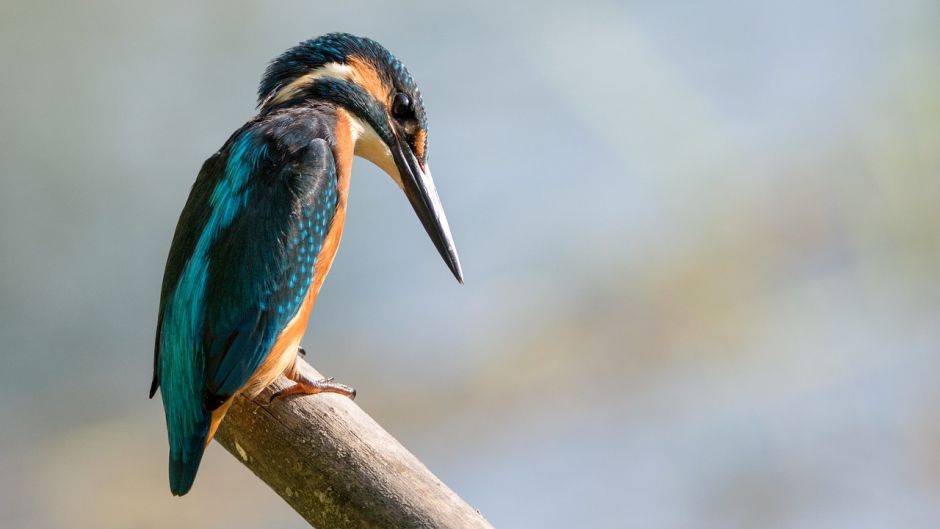 Martim pescador grande, Guia de Fauna. RutaChile.   - 