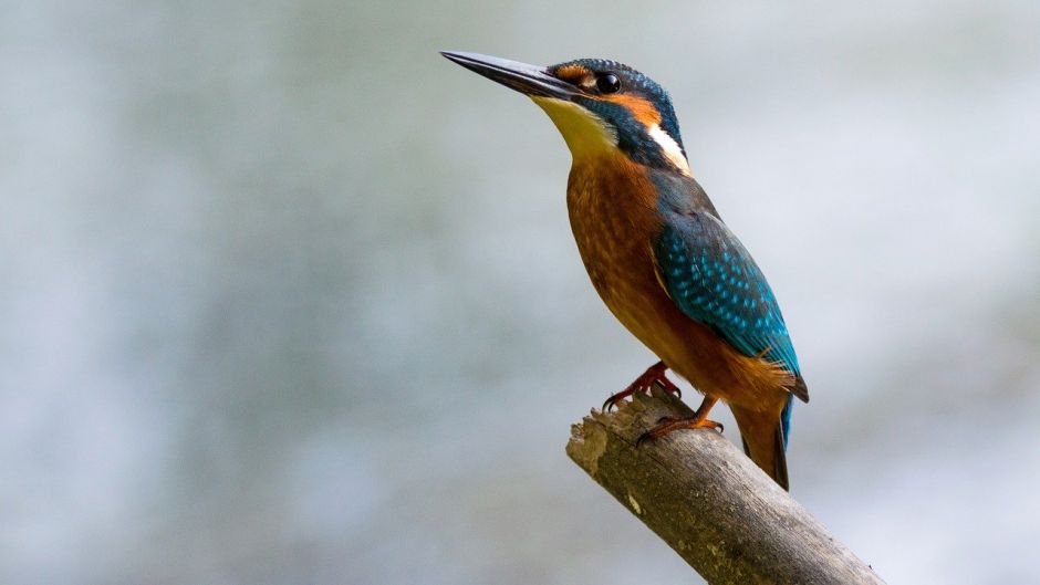 Martim pescador grande, Guia de Fauna. RutaChile.   - 