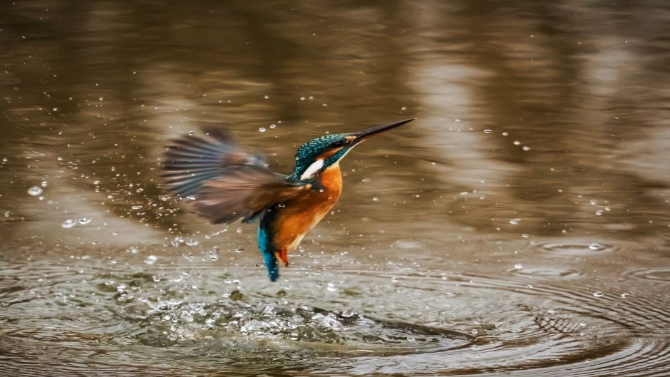 Martim pescador grande, Guia de Fauna. RutaChile.   - ARGENTINA