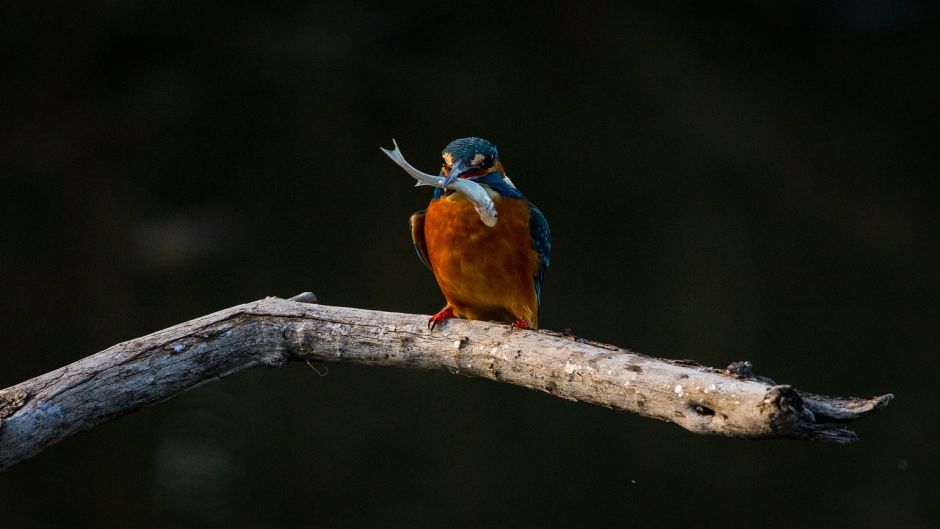 Martim pescador grande, Guia de Fauna. RutaChile.   - 